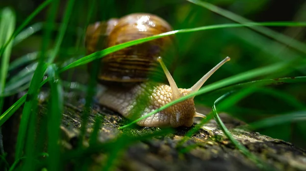 Closeup Snail Crawling Green Grass Park Nature Fauna Environment — Photo