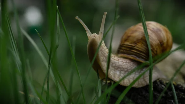 Snail Green Grass Close — Photo