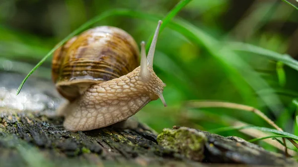 Snail Crawling Plant Garden — Photo