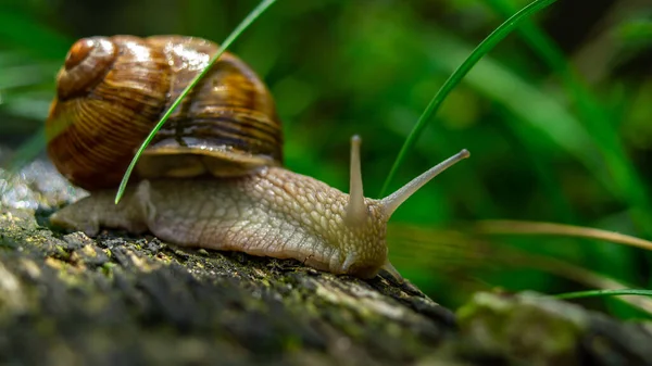 Snail Crawling Grass Garden — Zdjęcie stockowe