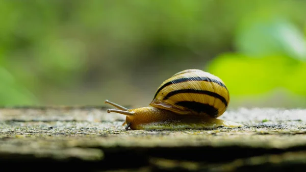 Snail Ground — Photo