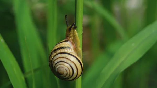 Snail Crawling Garden Green Moss Nature Beautiful Summer Day Background — Stockfoto