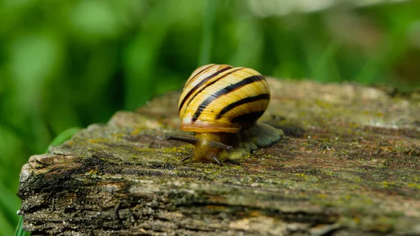 Snail Sitting Grass Closeup — Photo