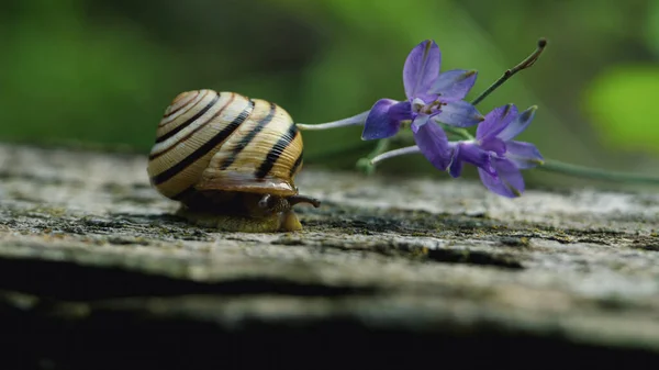 Snails Garden Flower — Photo