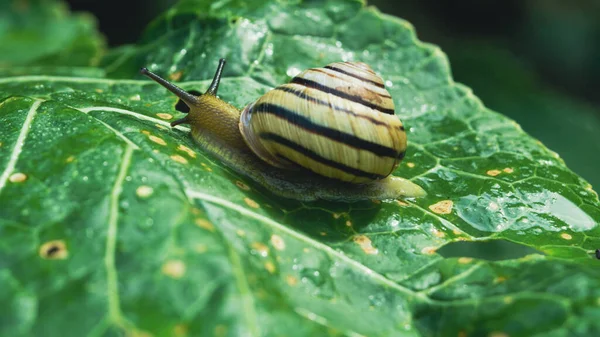 Closeup Shot Snail Crawling Plant Leaf — Stock Photo, Image