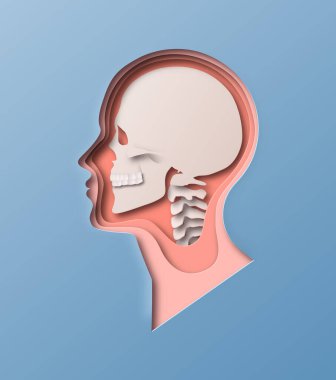 Kağıt kesiği, izole arka planda kafa çizimi. Eğitim anatomisi modeli, bilim veya sinir sistemi konsepti için 3 boyutlu kağıt kesim katmanı olan insan kafatası x-ışını yan görünümü profili. 