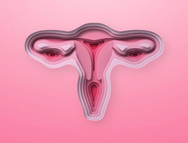 Gerçekçi 3D kağıt insan rahmini kesiyor. Tıp projesi için renkli üreme organı katmanlı. Kadınların cinsel sağlığı, kanser önleme veya doğurganlık kavramı.