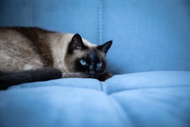 Mavi gözlü bir siyam kedisi mavi yumuşak bir kanepede uzanıyor ve neler olduğunu izliyor..