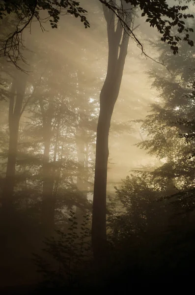 Rayos de sol en el bosque —  Fotos de Stock