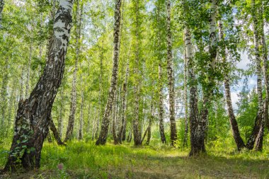 birch forest in summer on a sunny day landscape