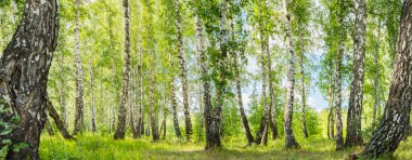 birch forest in summer on a sunny day landscape