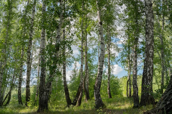 Δάσος Σημύδας Καλοκαίρι Μια Ηλιόλουστη Μέρα Τοπίο — Φωτογραφία Αρχείου