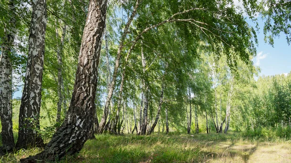 Birch Forest Summer Sunny Day Landscape — Stockfoto