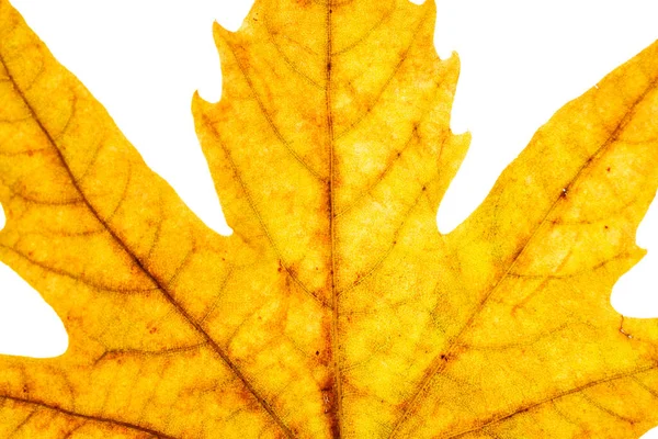 Podzimní Žluté Listí Zblízka Pozadí — Stock fotografie