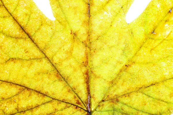 Φθινοπωρινά Κίτρινα Φύλλα Εσωτερικη Φόντο — Φωτογραφία Αρχείου