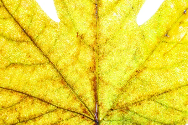 Automne Feuilles Jaunes Fond Rapproché — Photo