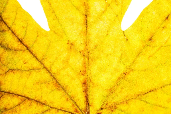 Sarı Arka Plan Yakın Yaprak — Stok fotoğraf