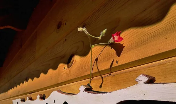 Loach Çiçeği Pencerenin Üzerinde Yükseldi Çatının Gölgesinde Bir Tahta Kaldırımın — Stok fotoğraf