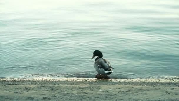 Filmación de hermoso pato salvaje en el lago durante el crepúsculo — Vídeos de Stock