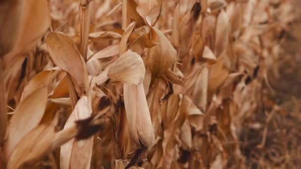 Filmación de maíz seco en el campo, concepto de cosecha agrícola — Vídeo de stock