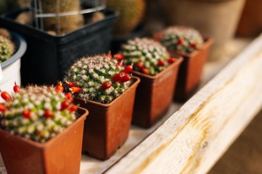Dört güzel kaktüsün fotoğrafı, ahşap bir masada kırmızı küçük meyveler, bir seradan..