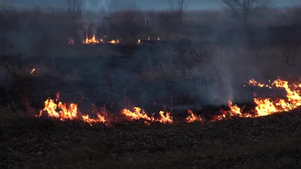 Πλάνα από επικίνδυνο καπνό, πεδίο στη φωτιά, καταστροφή οικολογίας — Αρχείο Βίντεο
