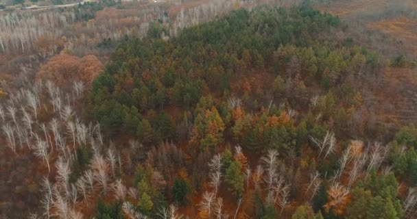 Imagens aéreas de drones de belas árvores coloridas durante o outono — Vídeo de Stock