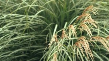 Güzel, yüksek otların kayan görüntüleri.