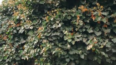 Rüzgarlı bir günde yeşil yapraklardan oluşan duvarın yavaş çekim görüntüleri