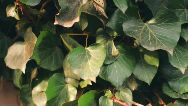 Nahaufnahme von grünen Blättern im Wind — Stockvideo
