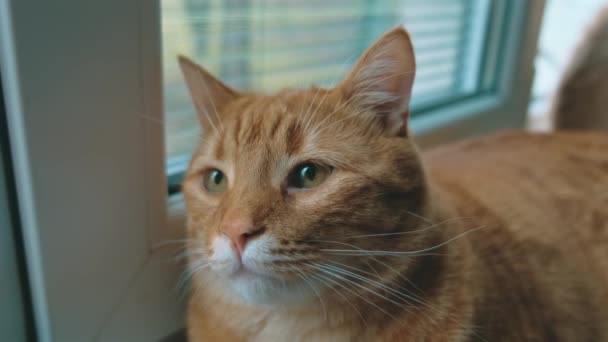 Κοντινό πλάνο με την κόκκινη γάτα να κάθεται κοντά στο παράθυρο και να κοιτάζει την κάμερα. — Αρχείο Βίντεο