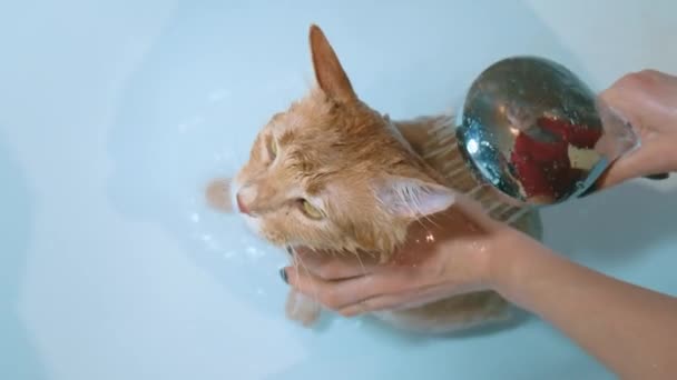 Primer plano de imágenes de gato tomando un baño — Vídeos de Stock