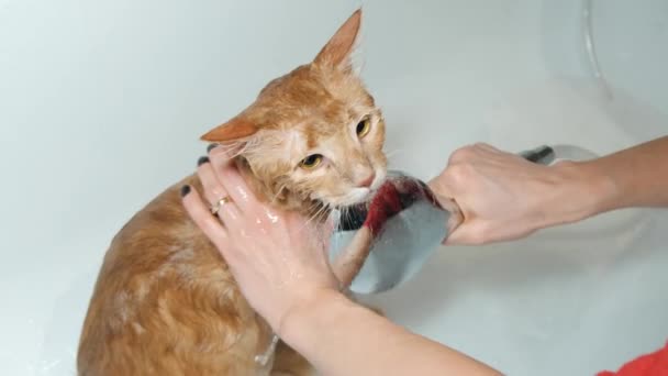 Primo piano filmato di gatto che fa il bagno — Video Stock