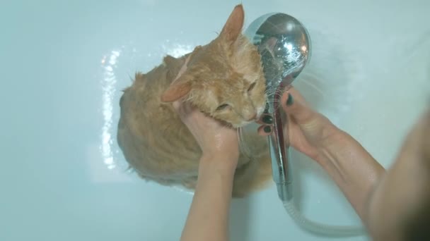Kedi banyo yaparken çekilen görüntüleri kapat. — Stok video
