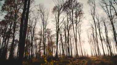 Günbatımında sonbaharın sonundaki güzel ormanın görüntüsü