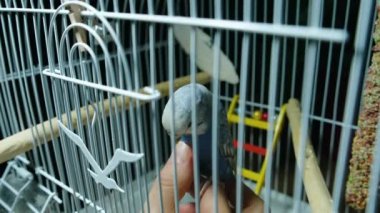 Kafesteki papağan görüntülerini kapat, kadın eli okşayan papağan.