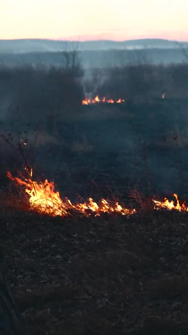 Verticale beelden van gevaarlijke rook, veld in brand, vernietiging van ecologie — Stockvideo