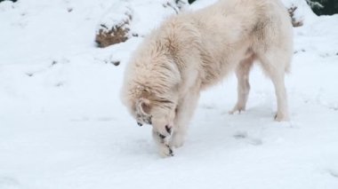 Dağlarda güzel beyaz bir köpeğin kar banyosu yaptığı görüntüler.