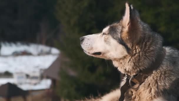 Close up beautiful Wolf dog yawns while sitting near conifers forest during winter time — Stock Video