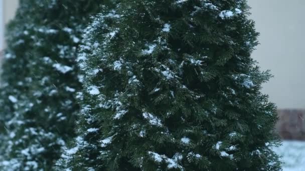 Beelden van sneeuw in de buurt van groene struiken tijdens de winter — Stockvideo