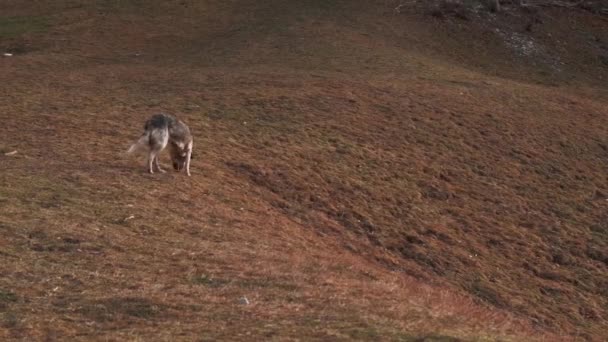 Filmagem do belo cão lobo andando em colinas perto da floresta — Vídeo de Stock