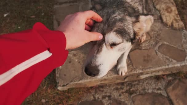 Primer plano de imágenes del hombre excursionista abrazando a un hermoso perro lobo — Vídeos de Stock