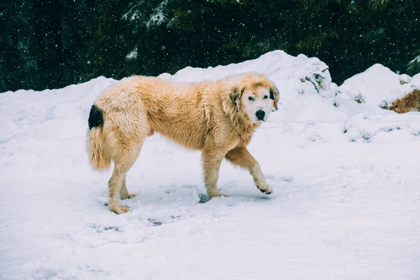 雪中山中美丽的大白狗的照片 — 图库照片