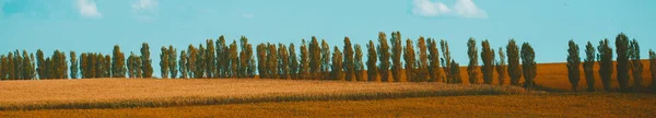 Gyönyörű Toscana nyári tájak, fák és termőföldek — Stock Fotó