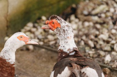 Kırmızı saçlı iki beyaz ördeğin gündüz kameraya bakarken çekilmiş bir fotoğrafı..