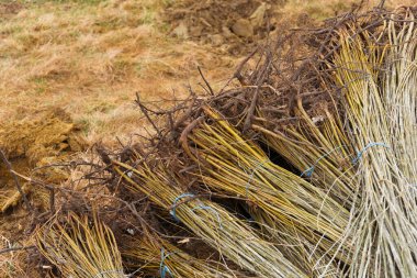 Yerde dikilmeye hazır bir grup ağaç fidanının mahsul fotoğrafı..