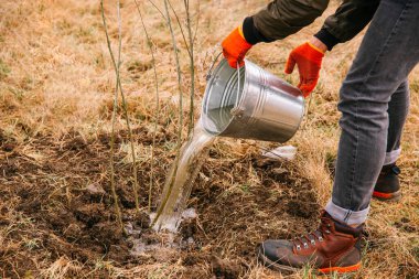 İsimsiz bir adam taze ekilmiş bir ağacın üzerine metal bir kovadan su döküyor..