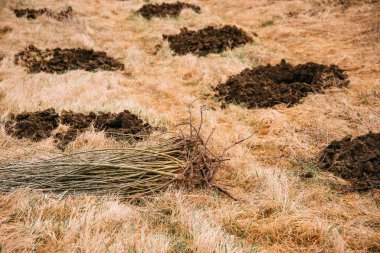 Yanlarındaki deliklere dikilmeye hazır genç ağaçlar var..