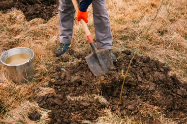 Ağaç dikme etkinliği sırasında bahçeyi kazan yüzsüz adam..