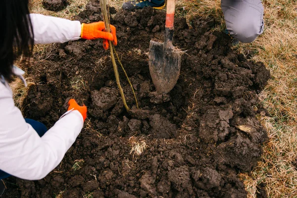 Crop photo of faceless people digging ground with a spade for planting tree. — Stock Photo, Image